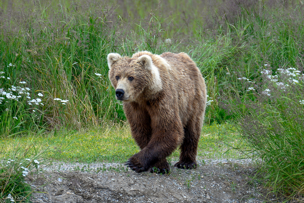 Unknown Bear with 3 cubs