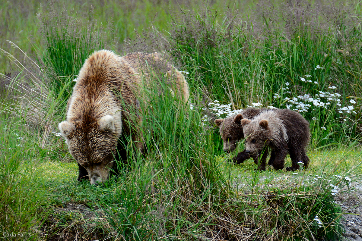 Unknown Bear with 3 cubs