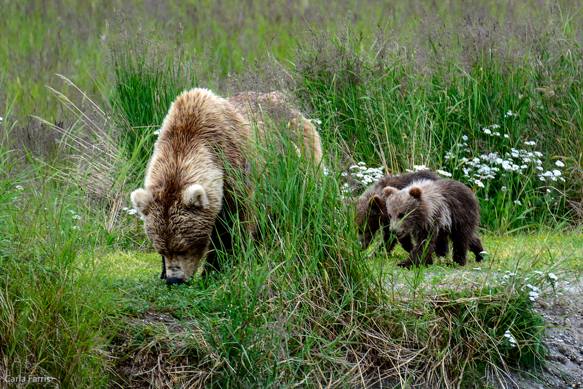 Unknown Bear with 3 cubs