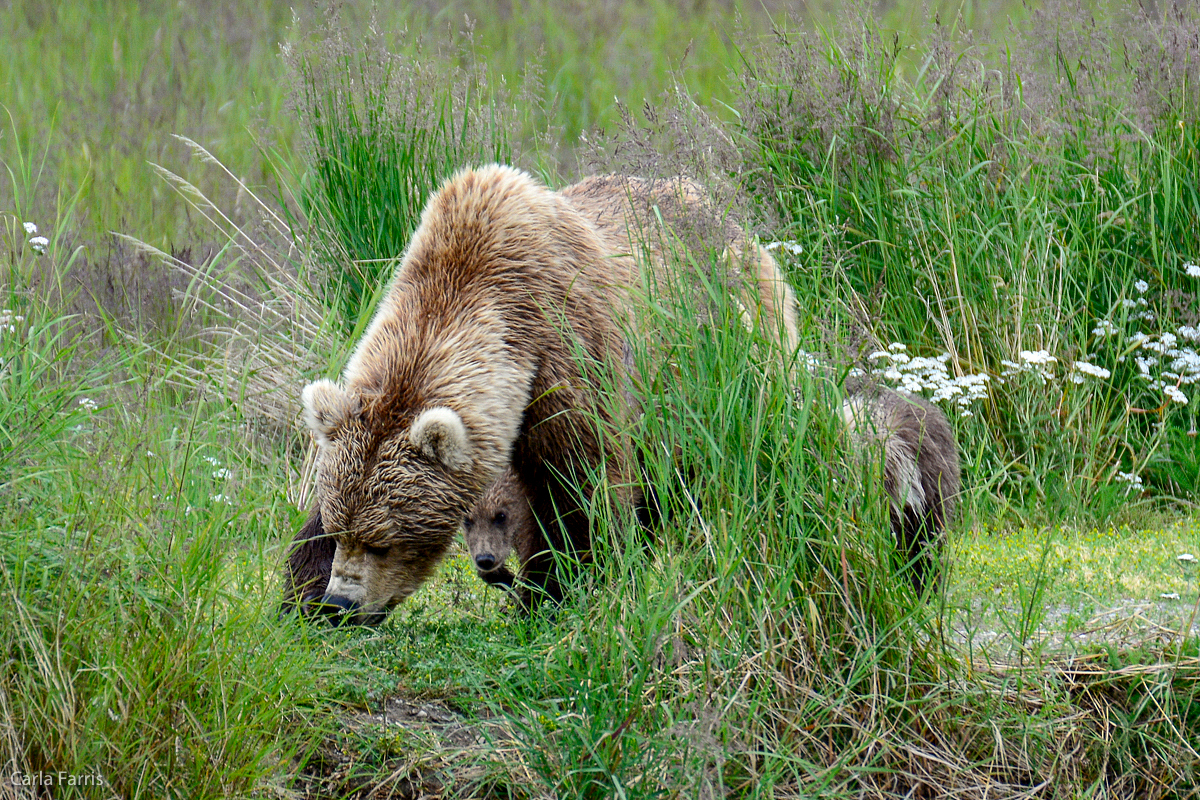 Unknown Bear with 3 cubs