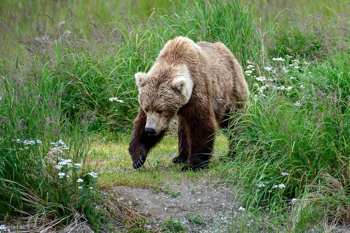 Unknown Bear with 3 cubs