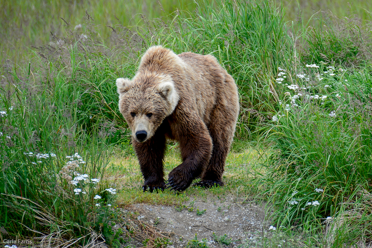 Unknown Bear with 3 cubs