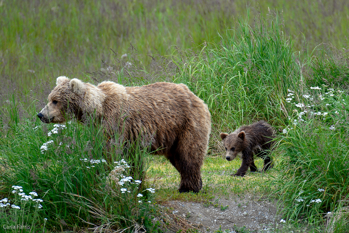 Unknown Bear with 3 cubs