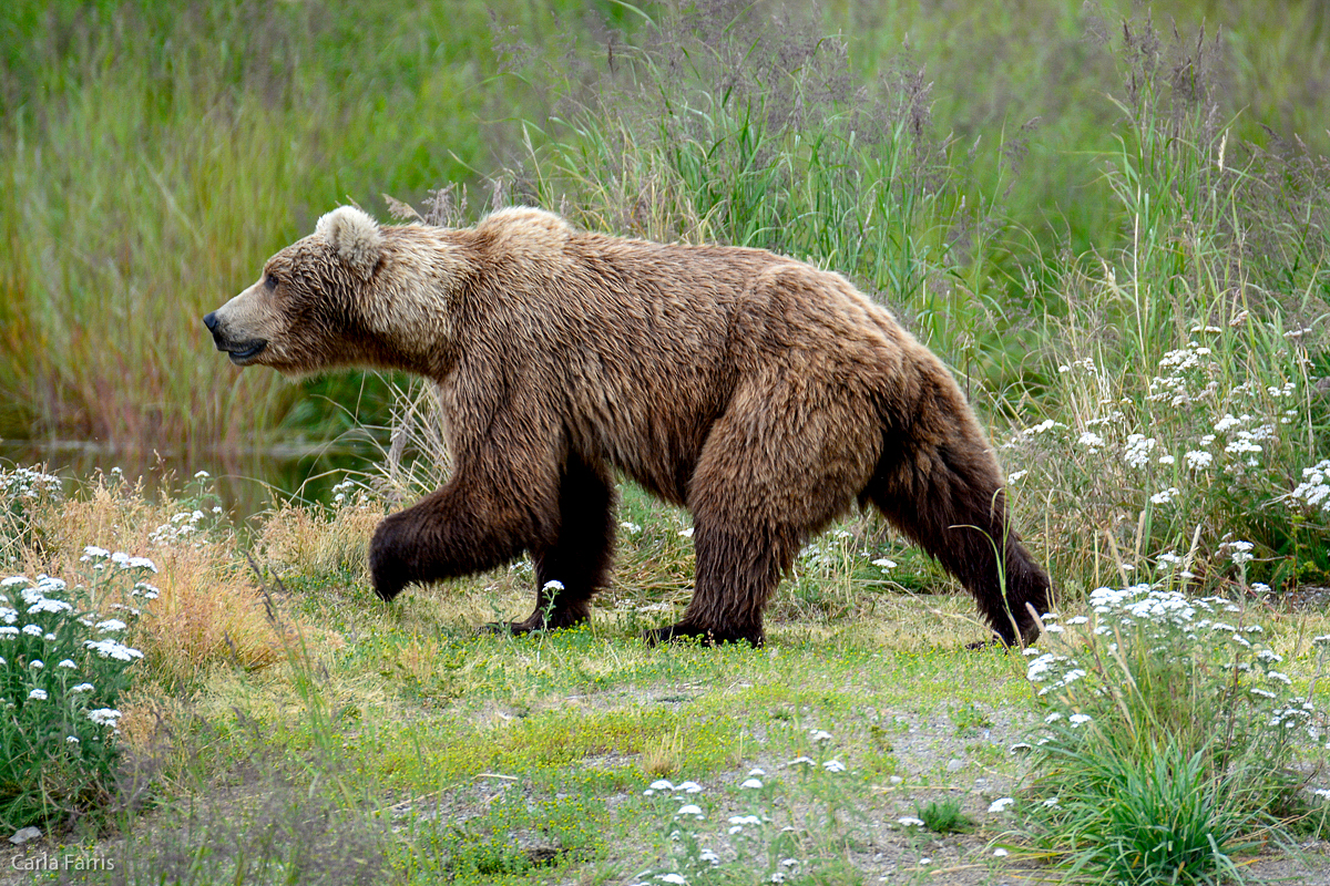 Unknown Bear with 3 cubs