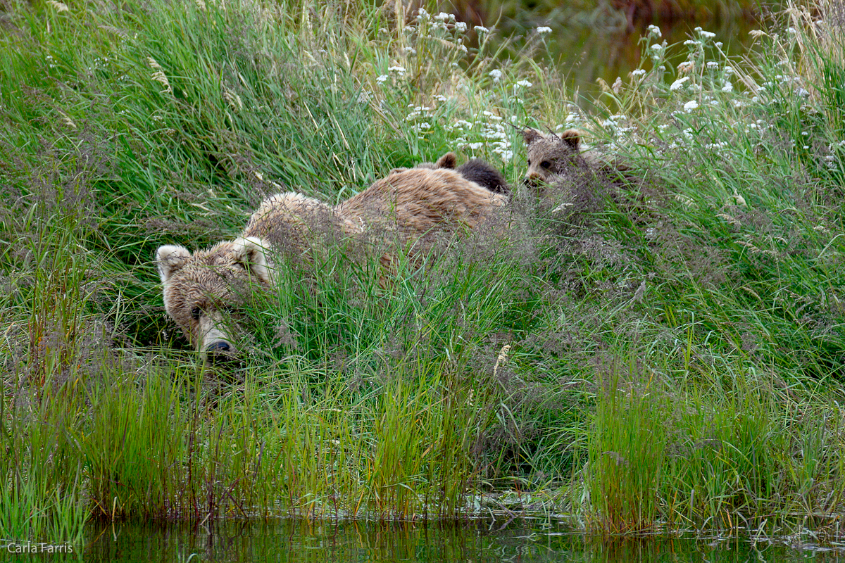 Unknown Bear with 3 cubs