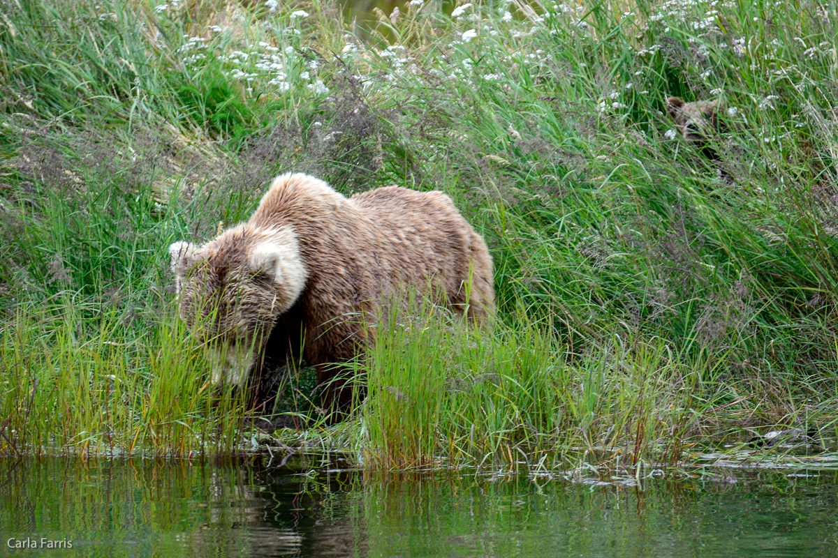 Unknown Bear with 3 cubs