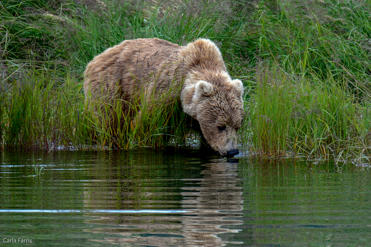 Unknown Bear with 3 cubs