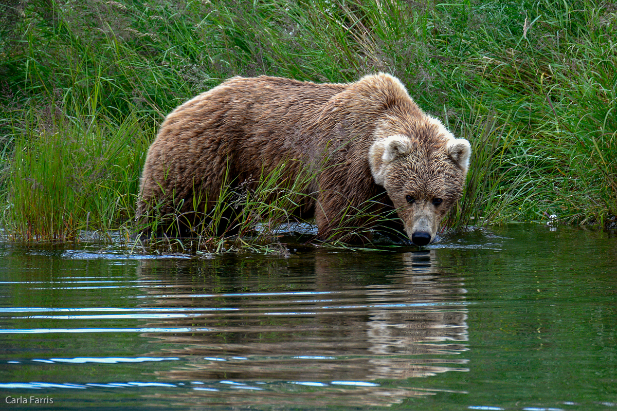 Unknown Bear with 3 cubs