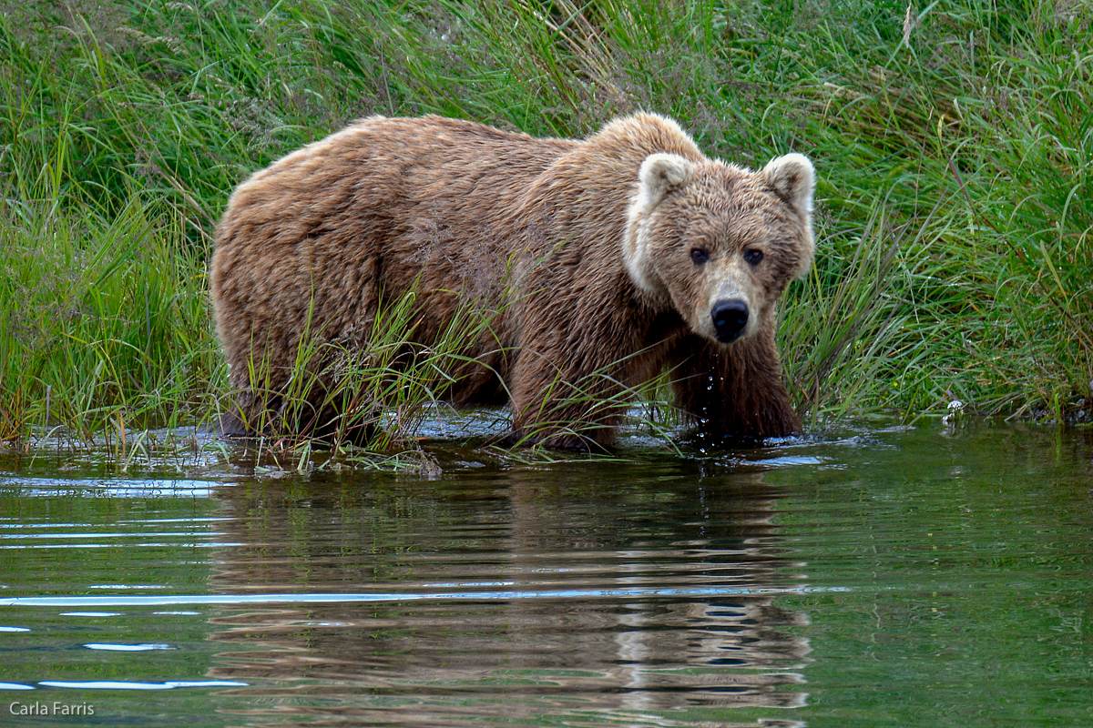 Unknown Bear with 3 cubs