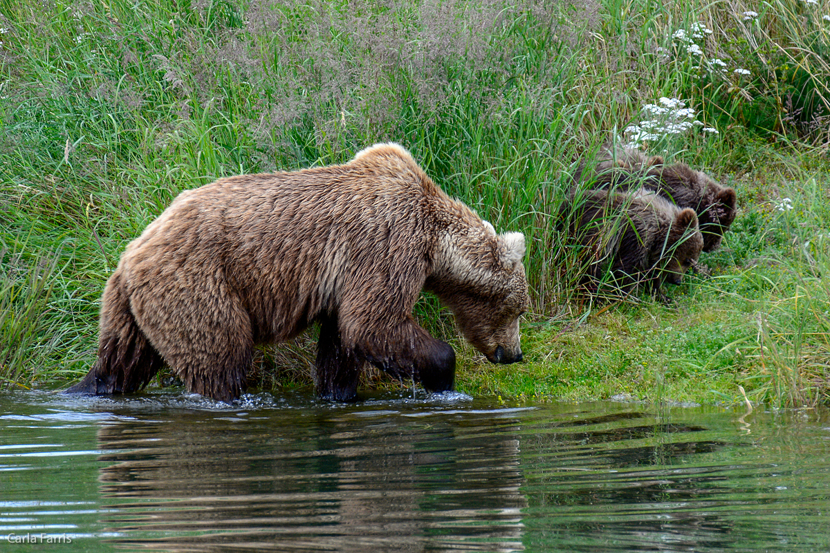 Unknown Bear with 3 cubs