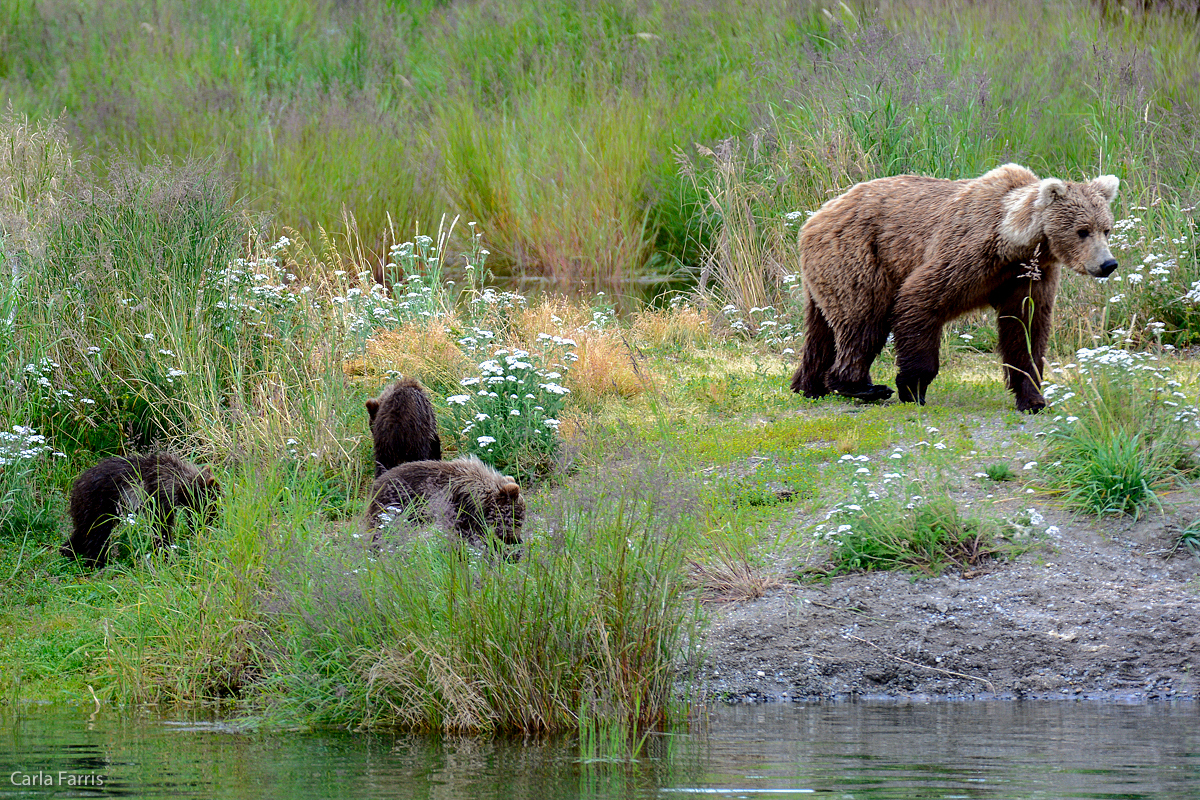 Unknown Bear with 3 cubs