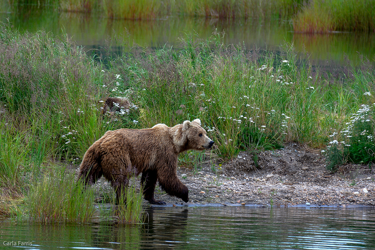 Unknown Bear with 3 cubs