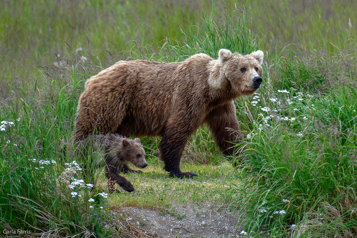 Unknown Bear with 3 cubs