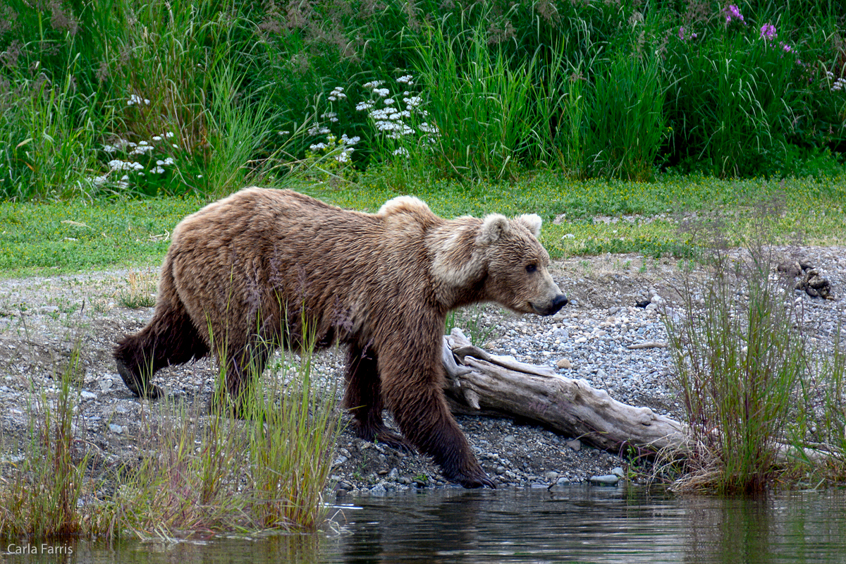 Unknown Bear with 3 cubs