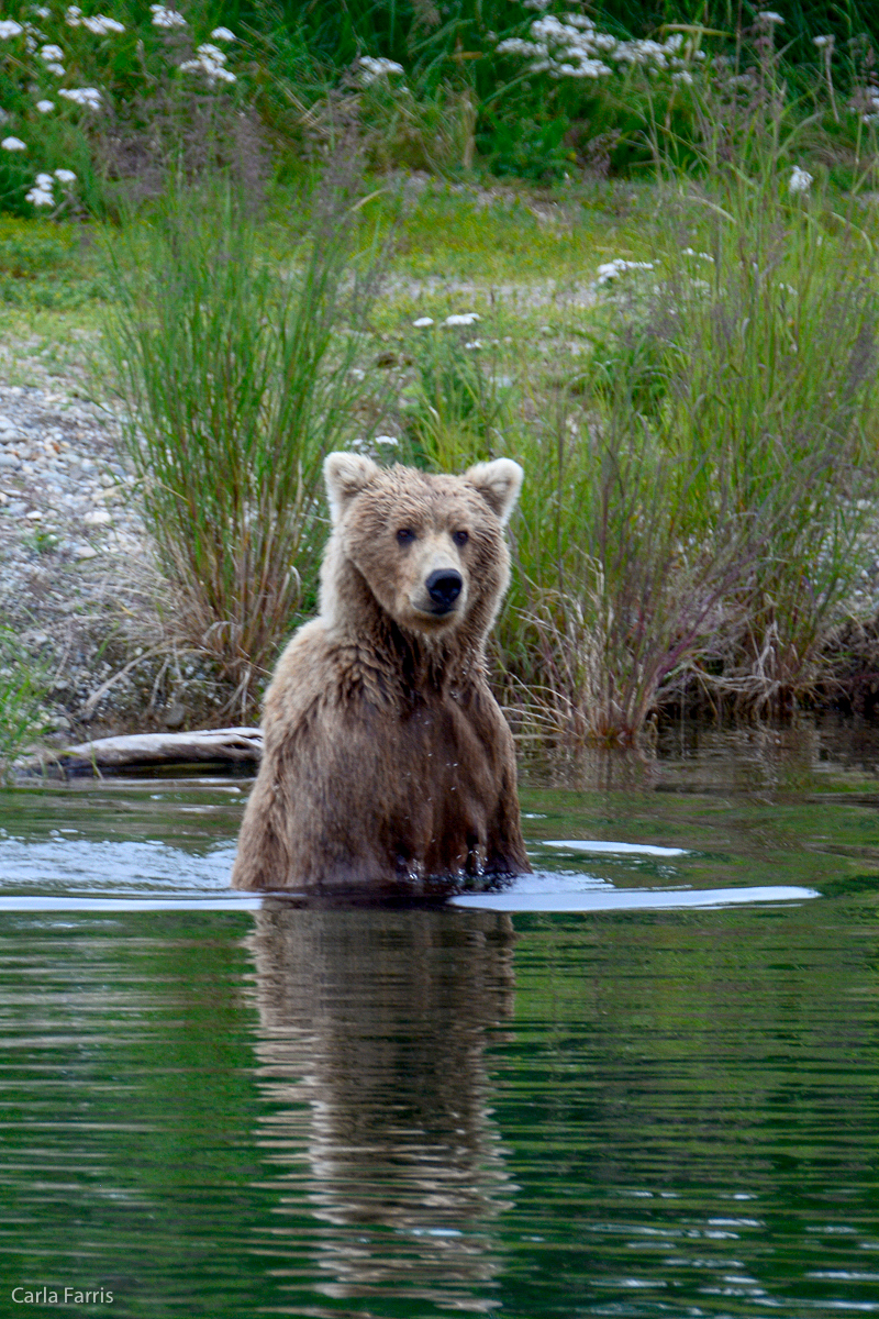 Unknown Bear with 3 cubs