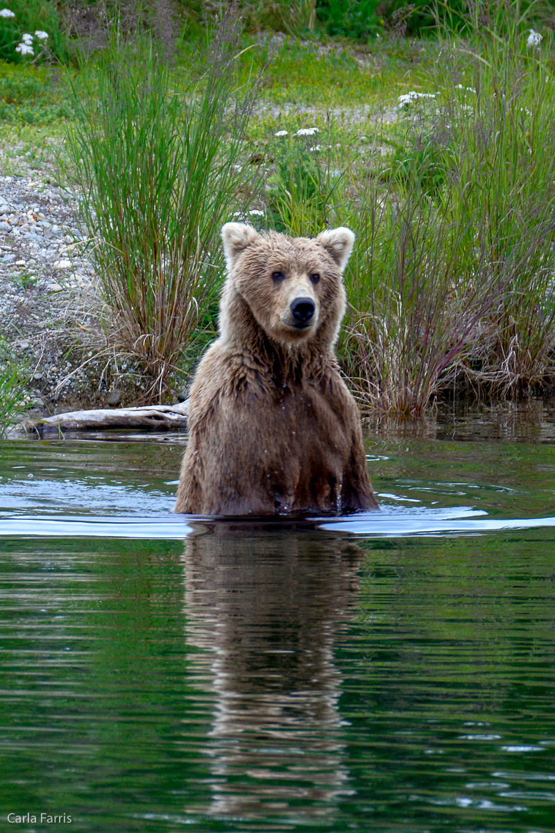 Unknown Bear with 3 cubs