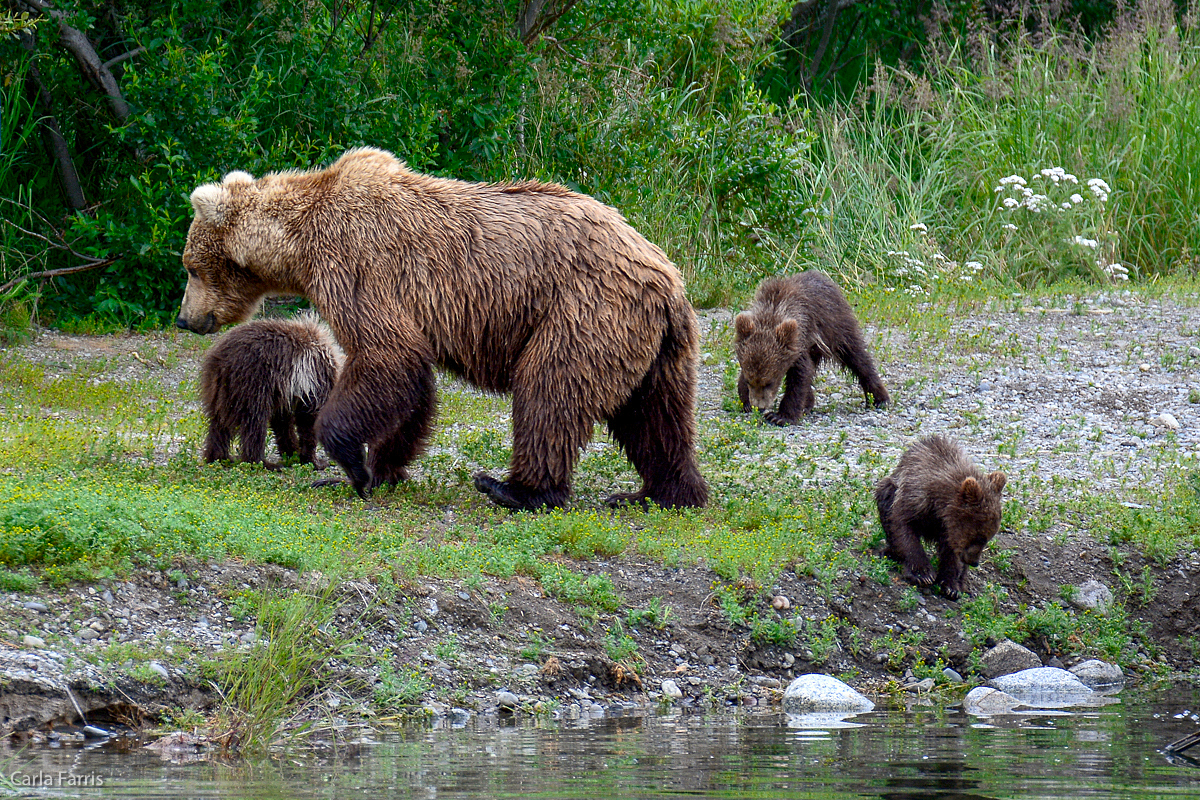 Unknown Bear with 3 cubs