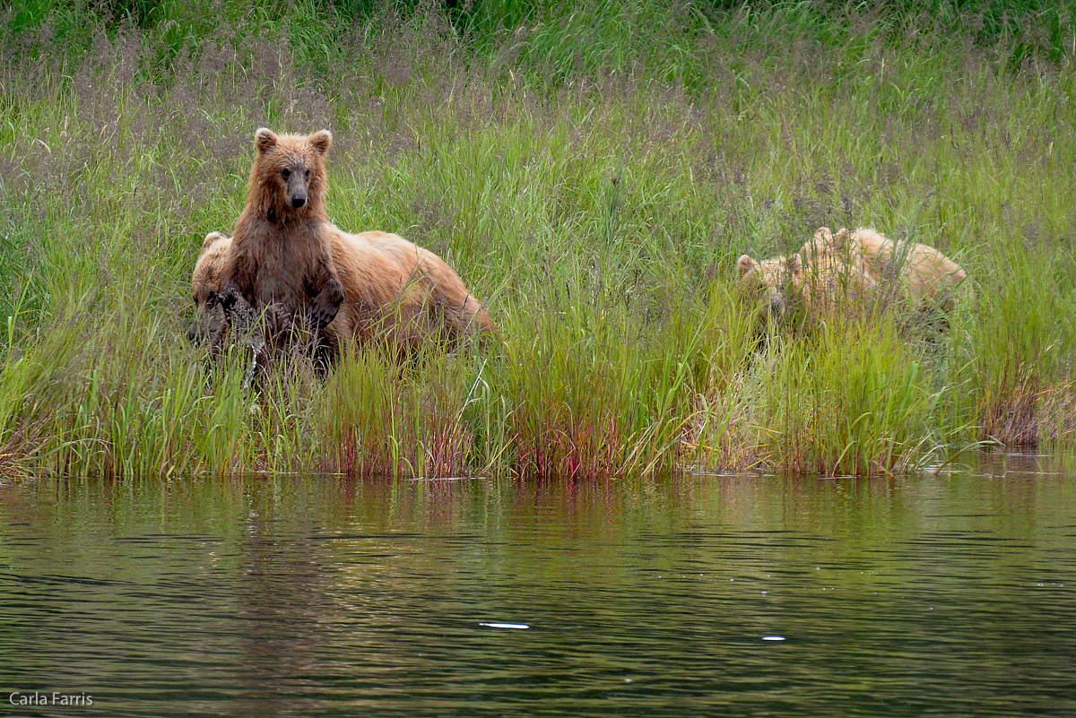 132 and cubs along the lower river