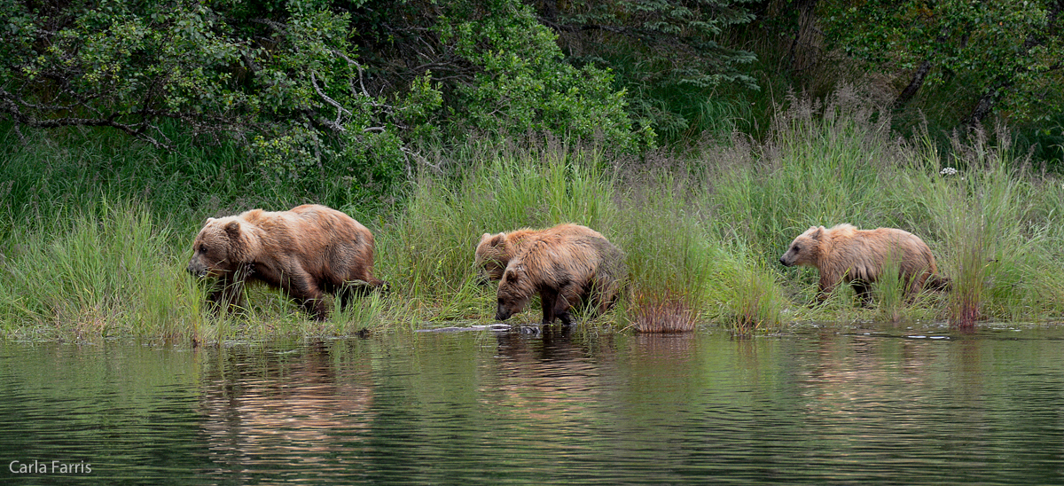 132 and cubs along the lower river