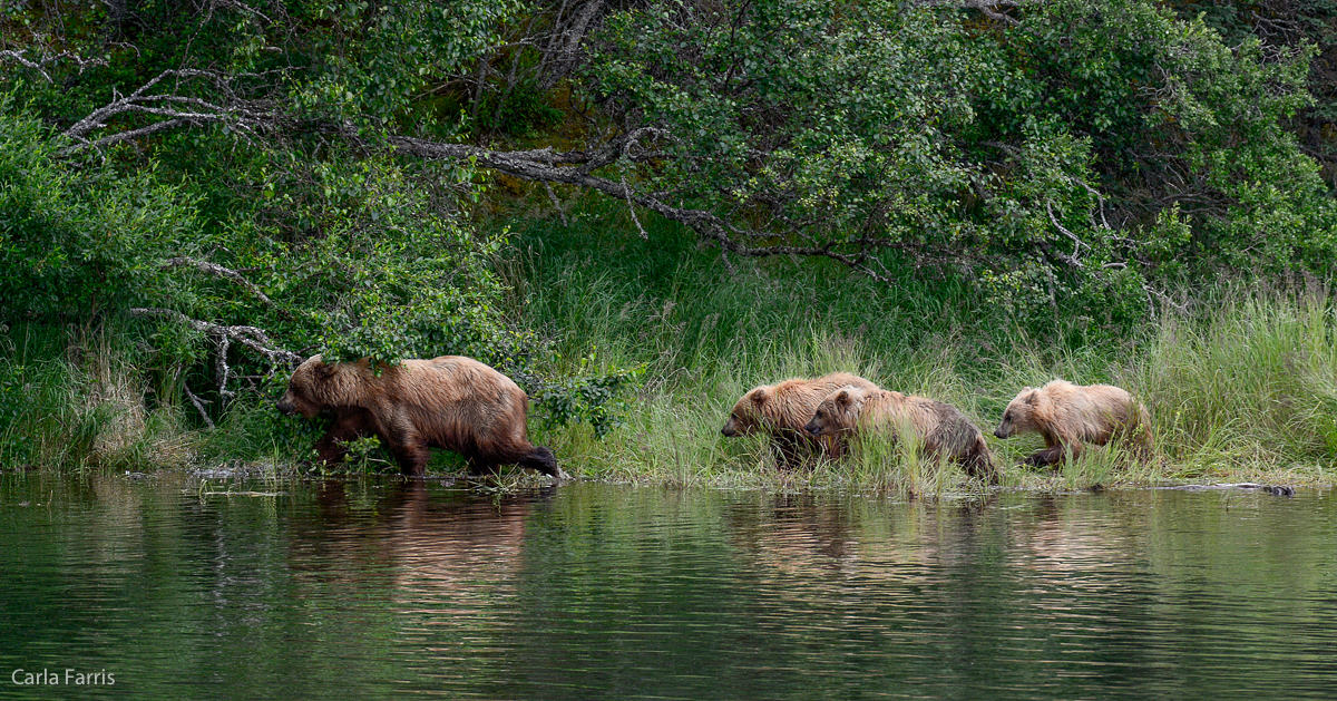 132 and cubs along the lower river