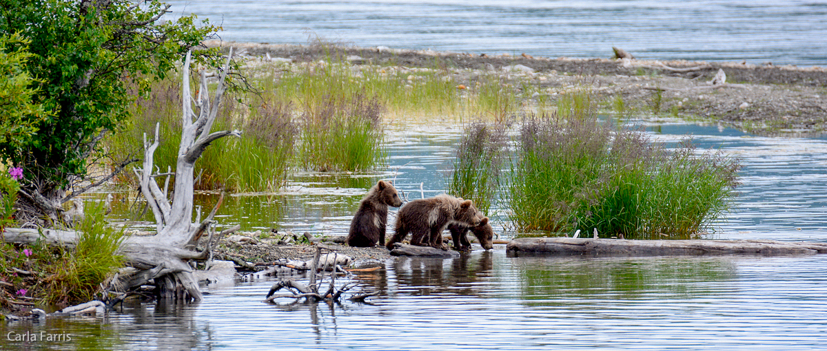 3 cubs waiting for mom while she fishes.