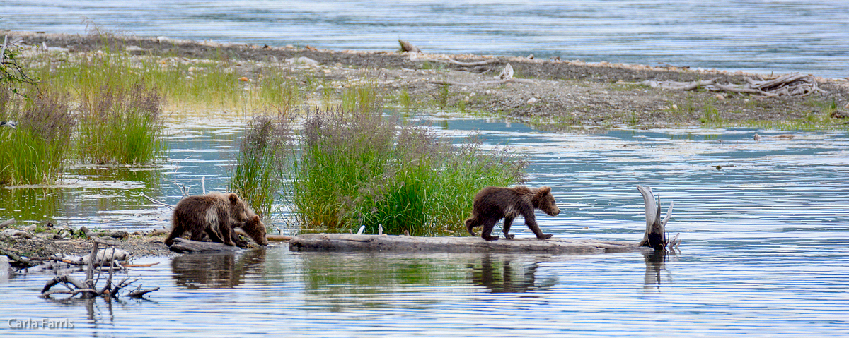 3 cubs waiting for mom while she fishes.