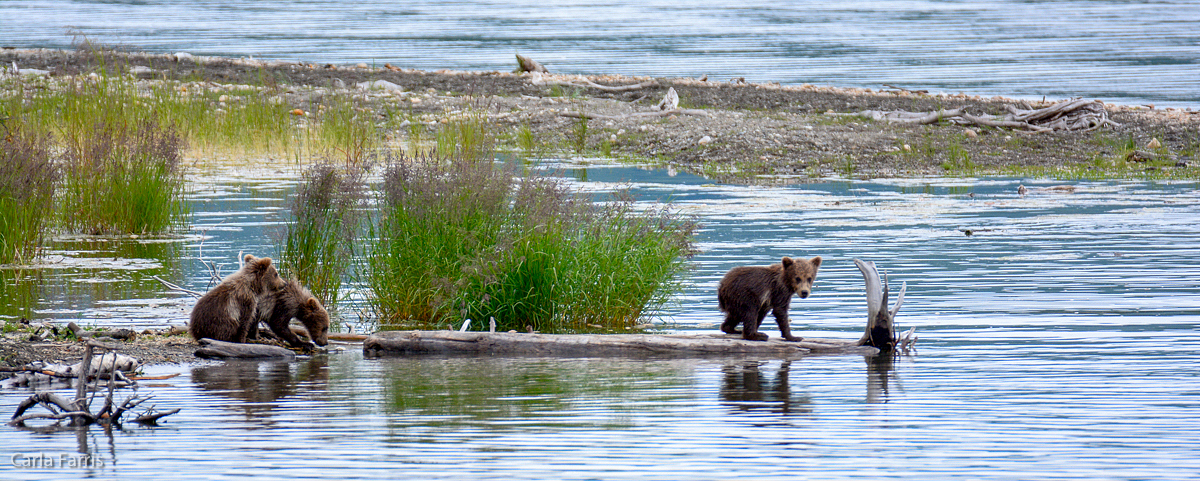 3 cubs waiting for mom while she fishes.