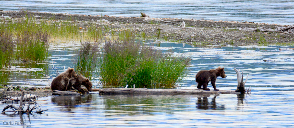 3 cubs waiting for mom while she fishes.