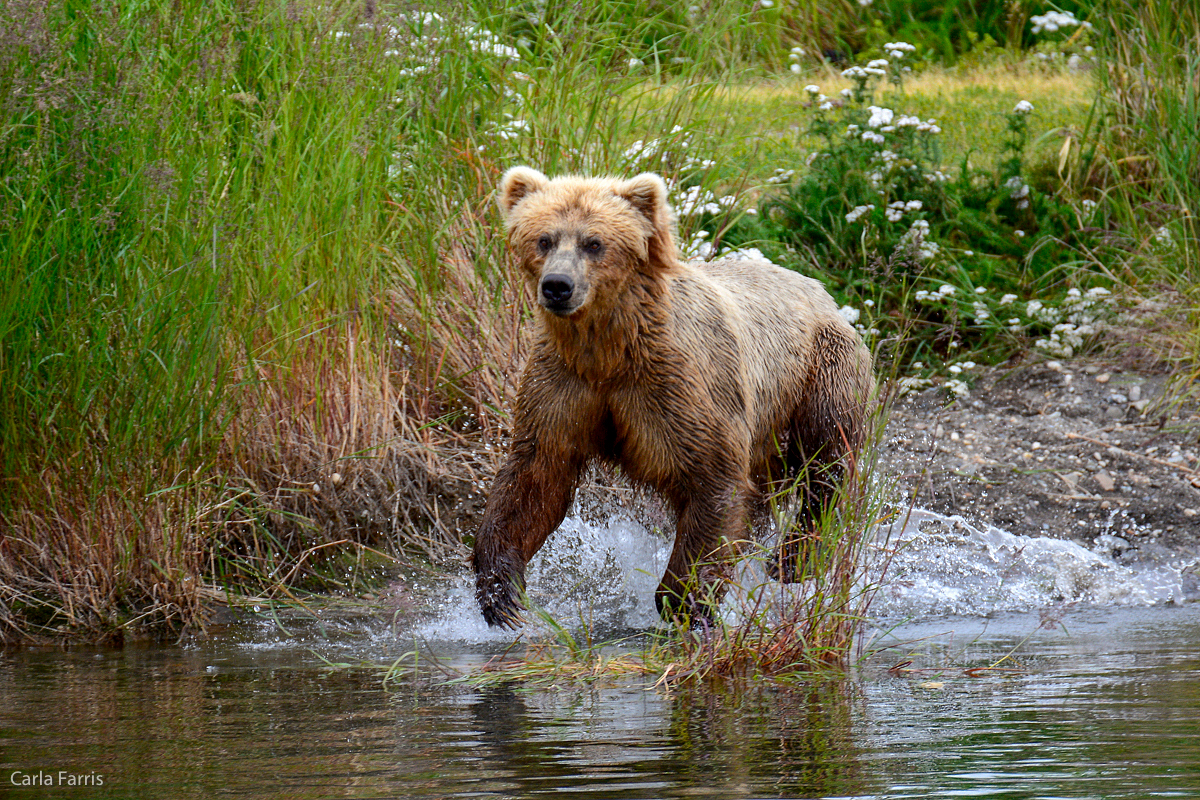 Bear running along the lower river