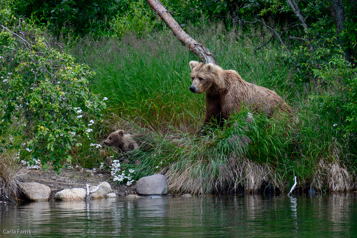 Unknown Bear with 1 cub