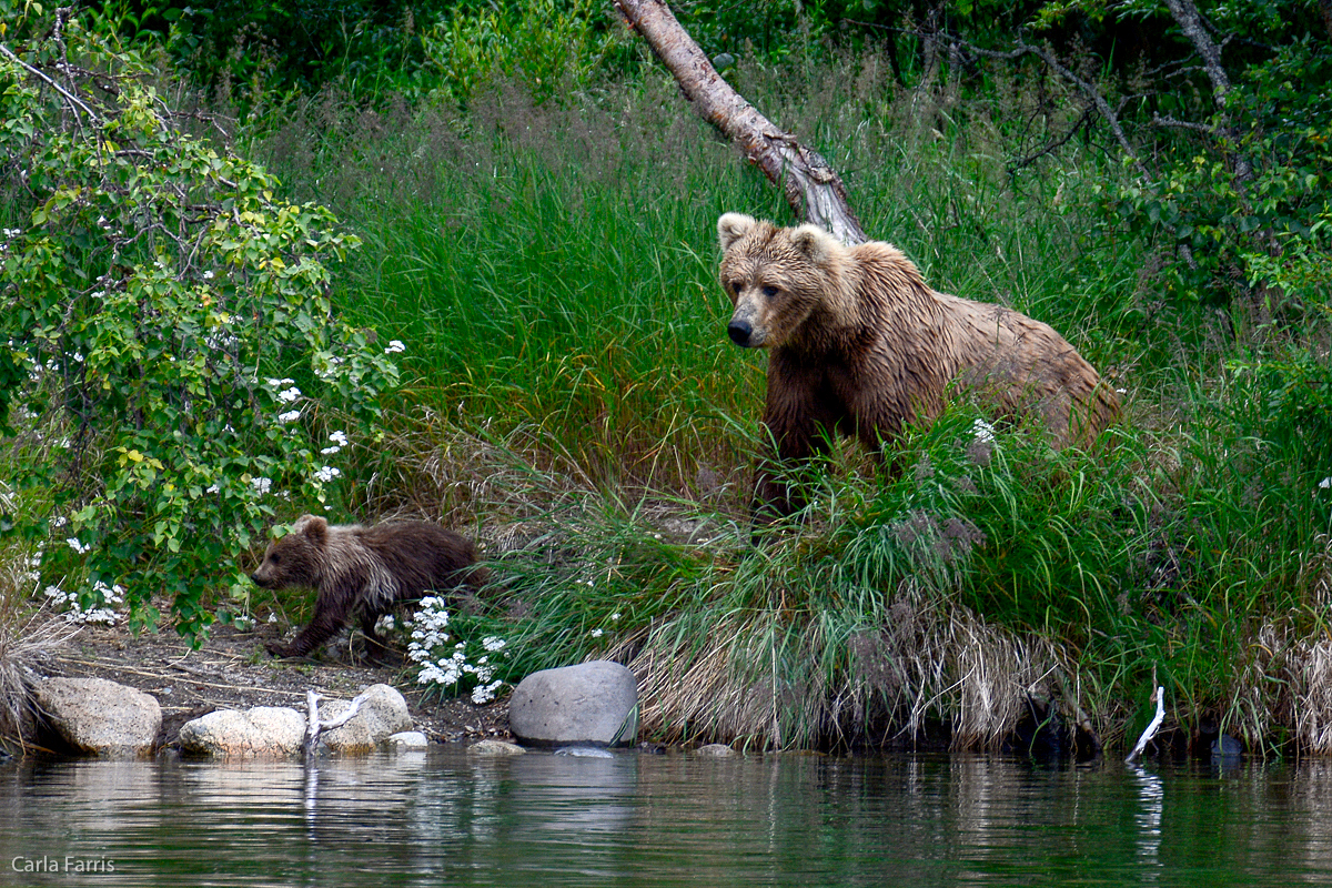 Unknown Bear & 3 cubs