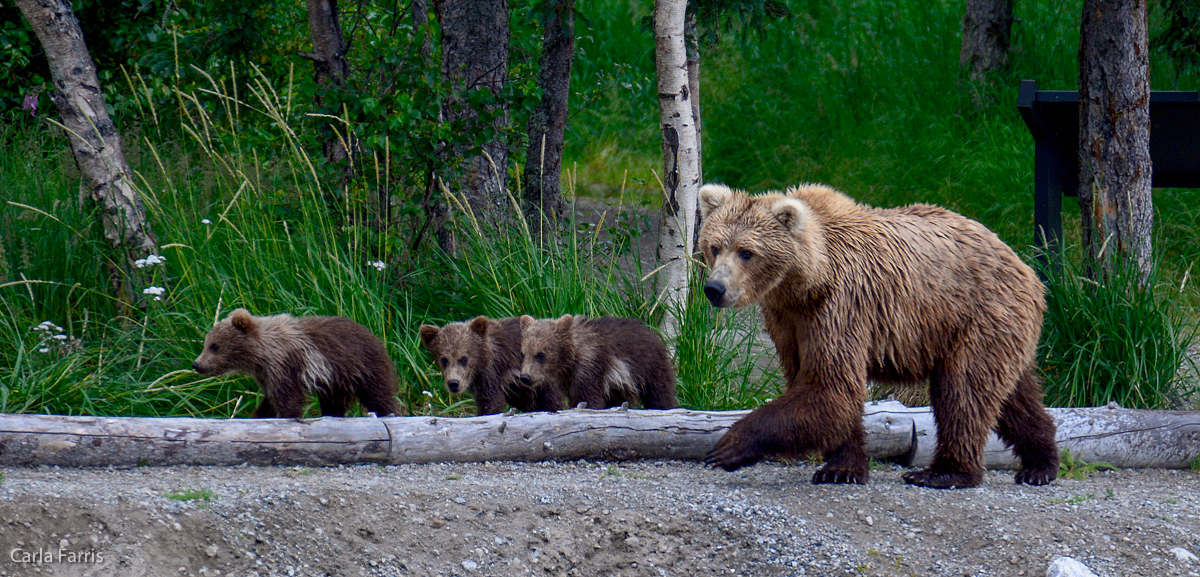 Unknown Bear & 3 cubs