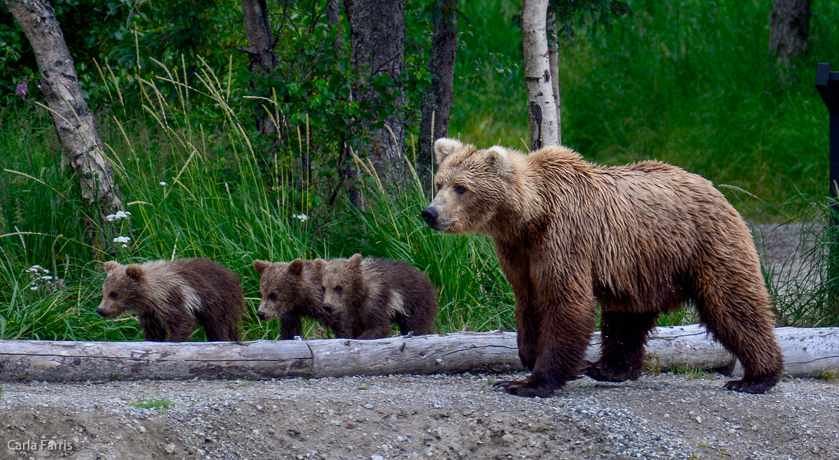 Unknown Bear & 3 cubs