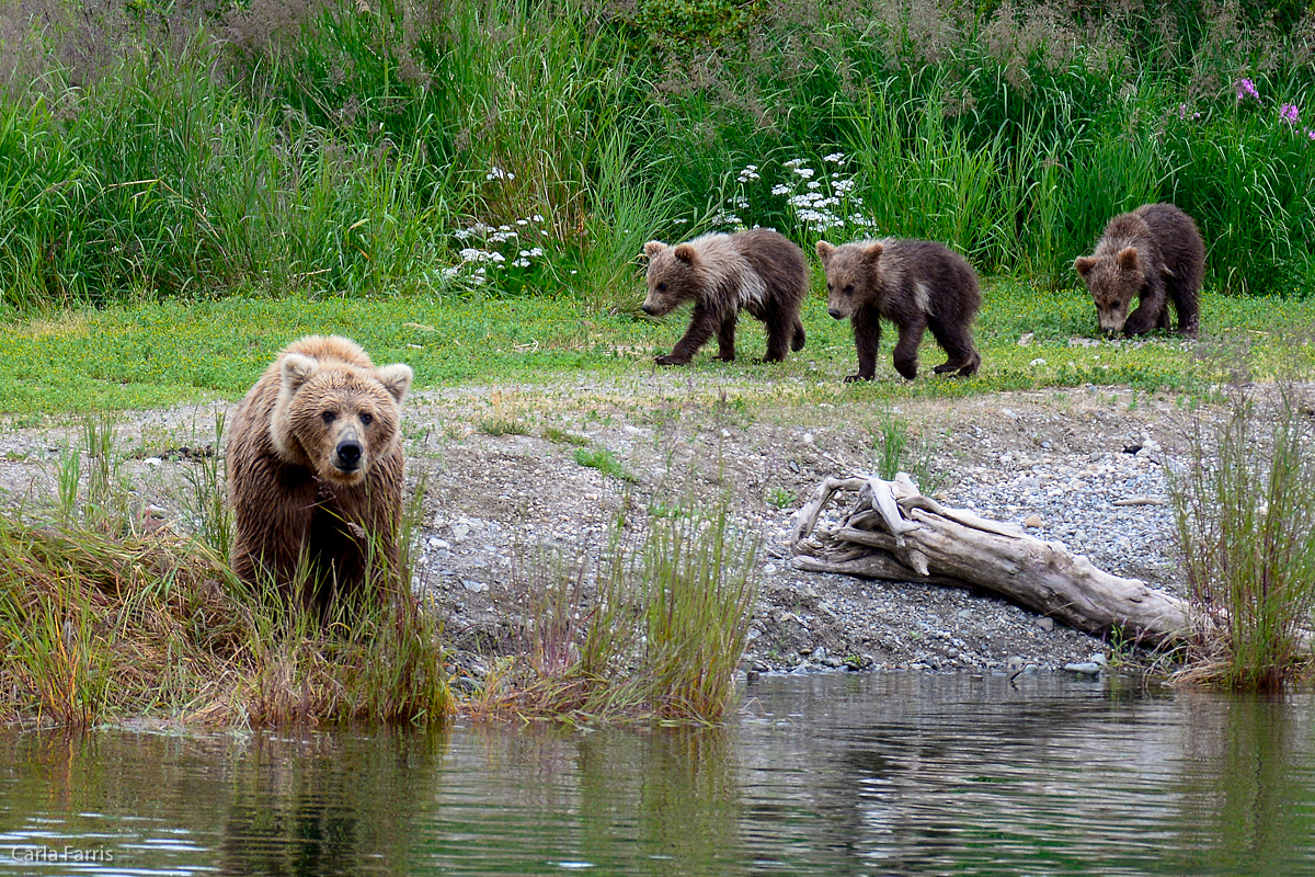 Unknown Bear & 3 cubs