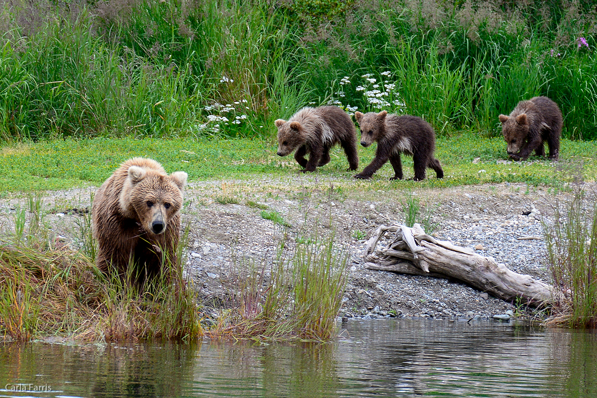 Unknown Bear & 3 cubs