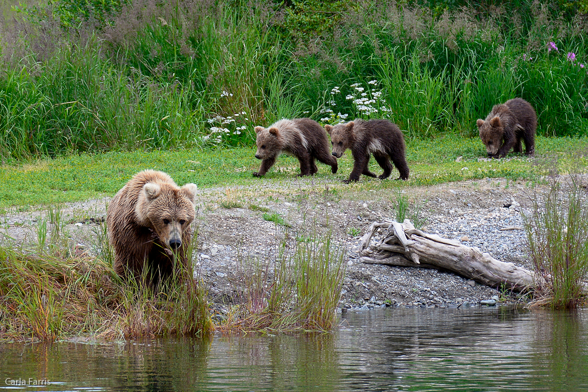 Unknown Bear & 3 cubs