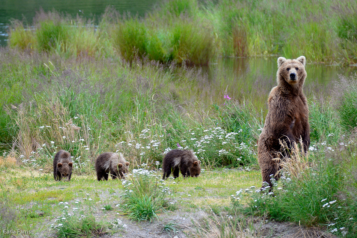 Unknown Bear & 3 cubs