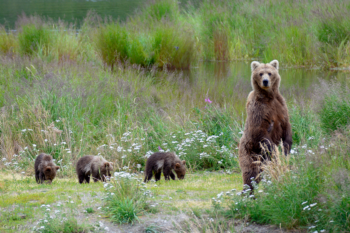 Unknown Bear & 3 cubs