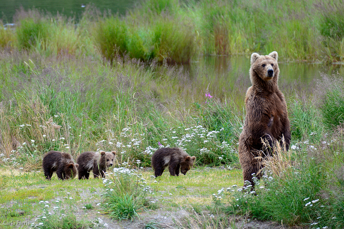 Unknown Bear & 3 cubs