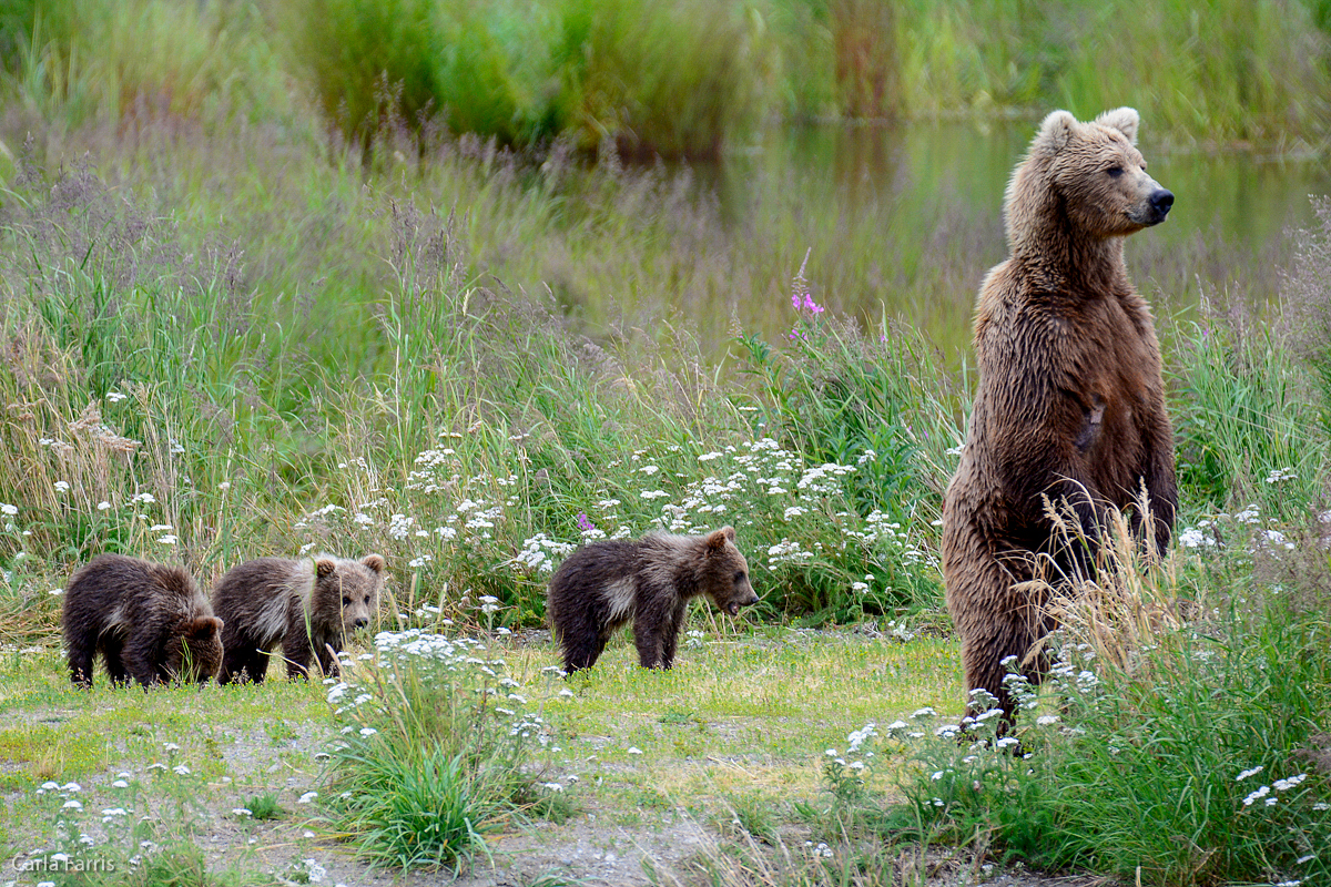 Unknown Bear & 3 cubs