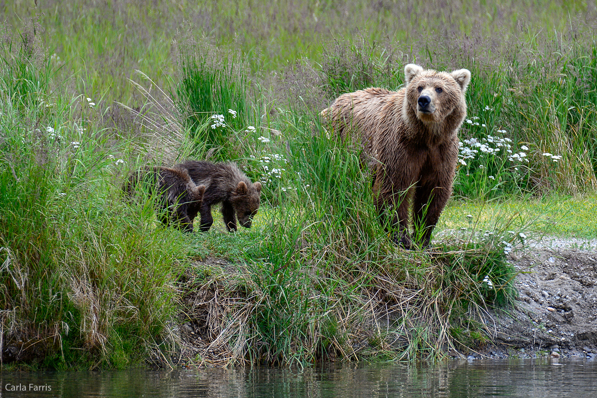 Unknown Bear & 3 cubs