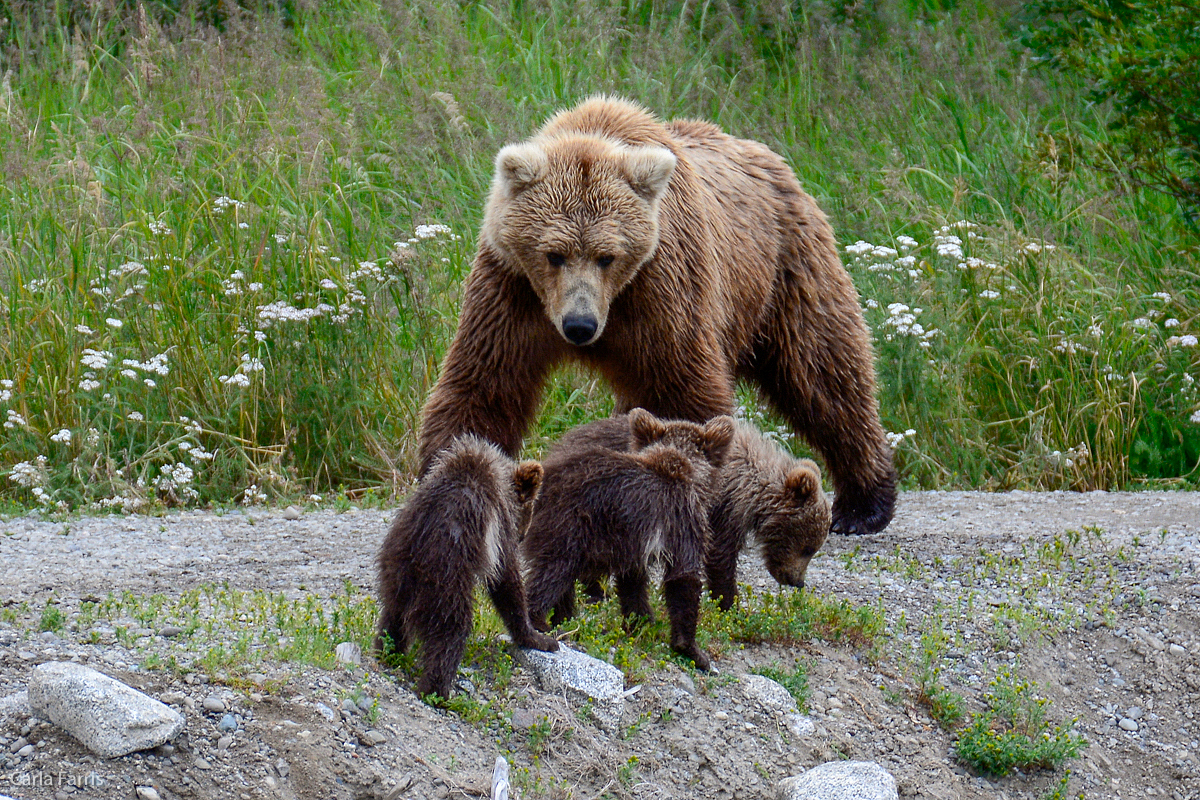 Unknown Bear & 3 cubs