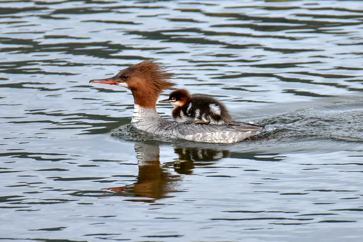 Common Merganser & juvenile