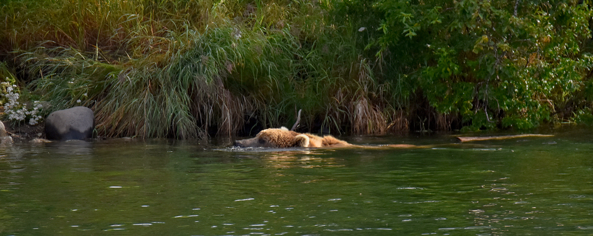 Looks more like a crocodile than a bear!