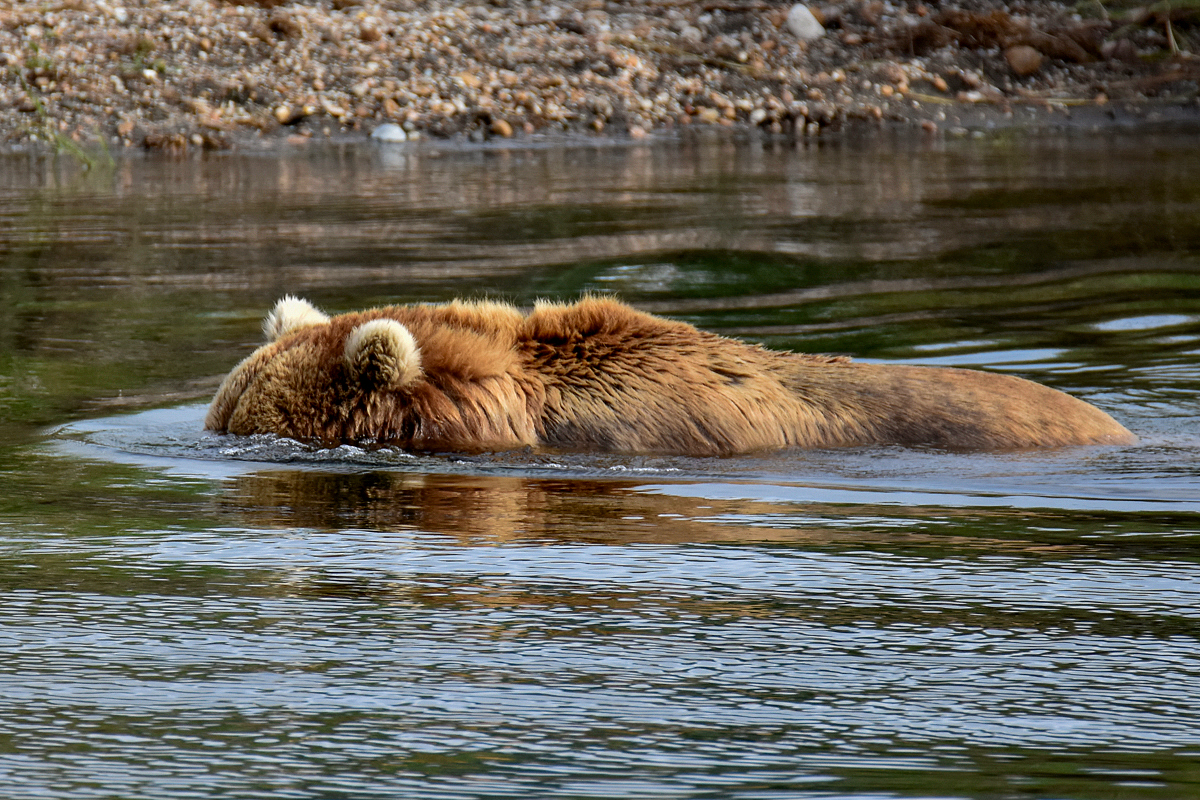 Bear Snorkeling