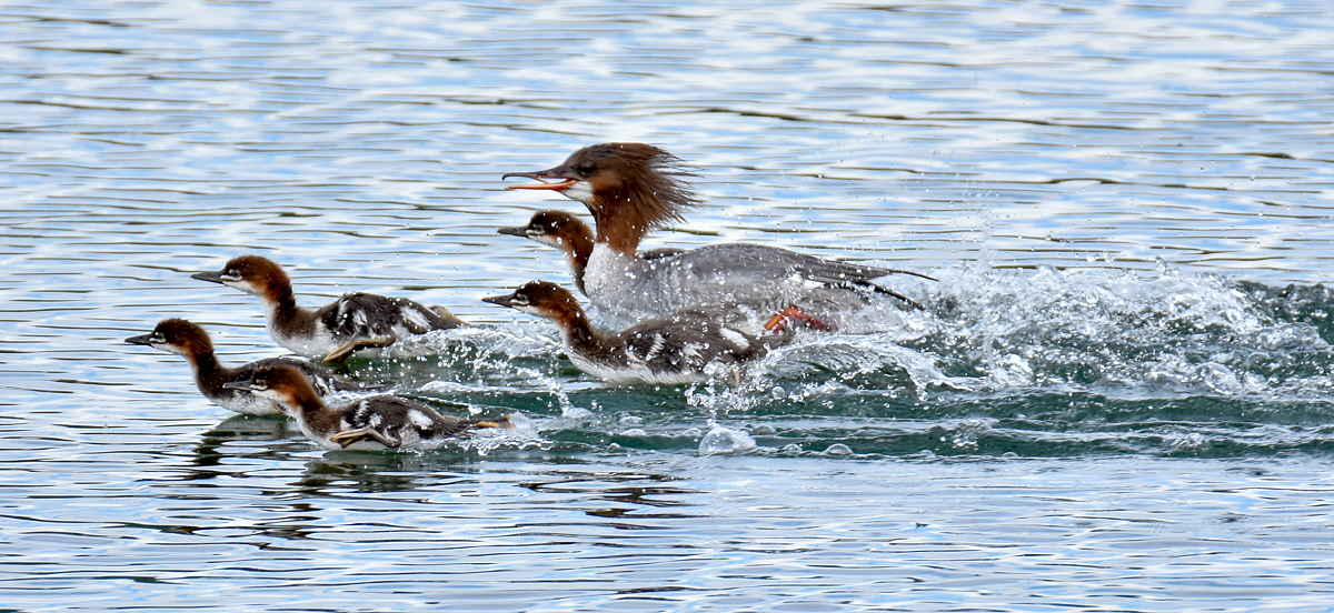 Mergansers