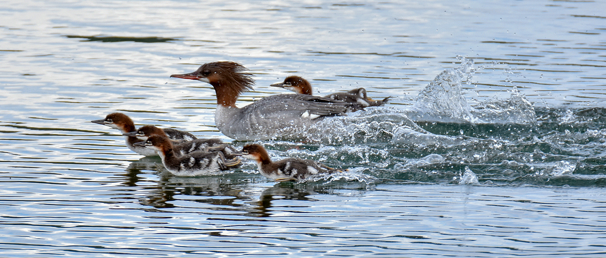 Mergansers