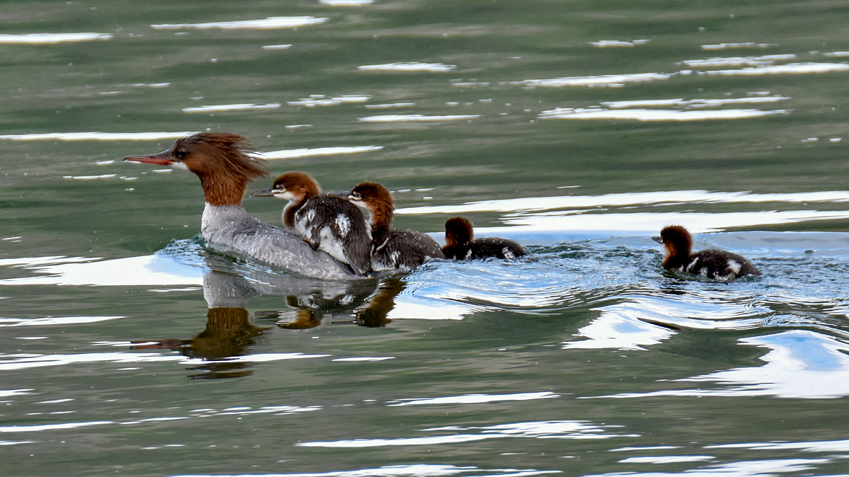 Mergansers