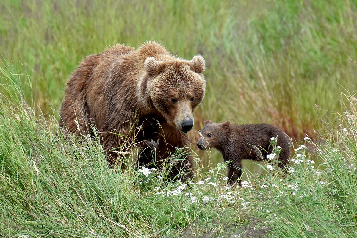 402 & 4 spring cubs