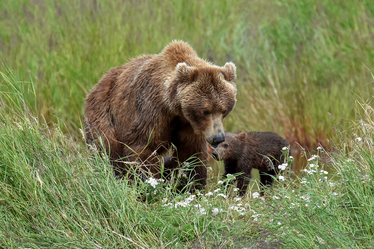 402 & 4 spring cubs